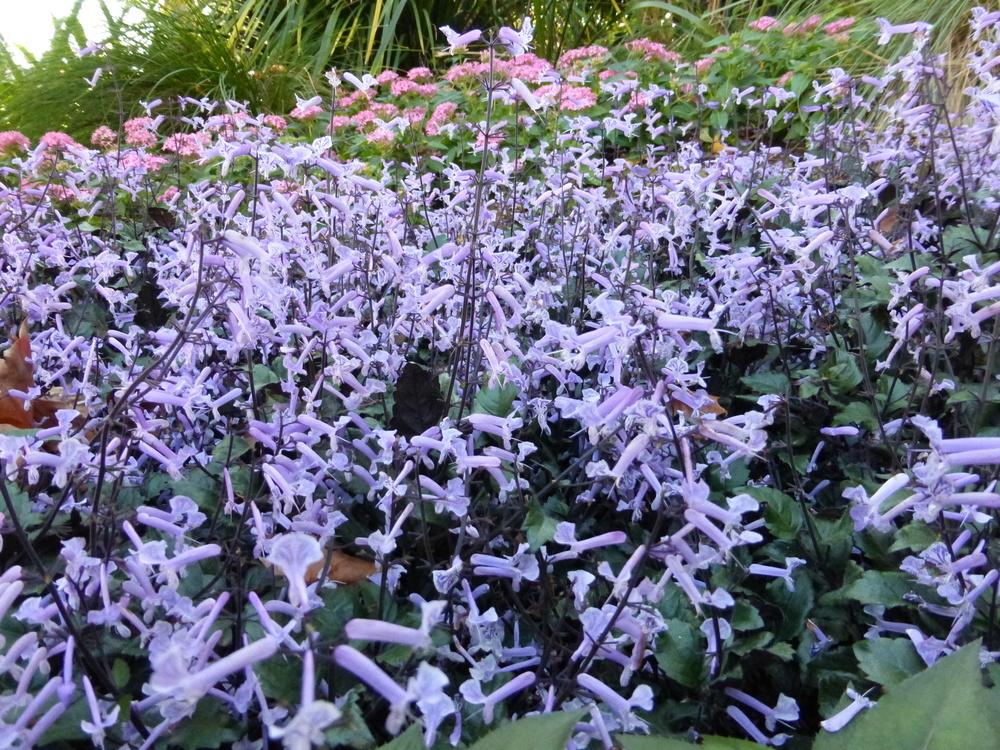 Photo of Spur Flower (Plectranthus Mona Lavender) uploaded by dave