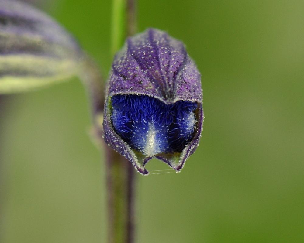 Photo of Cobalt Sage (Salvia reptans) uploaded by dirtdorphins