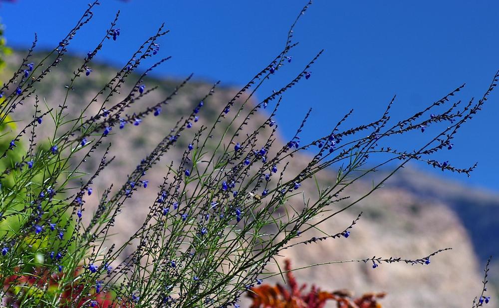Photo of Cobalt Sage (Salvia reptans) uploaded by dirtdorphins