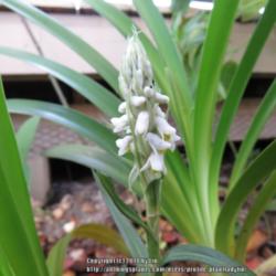 Location: Daytona Beach, Florida
Date: 2014-12-29 
Found sprouting in a bed amidst Agapanthus and Callisia fragrans
