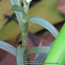 Location: Daytona Beach, Florida
Date: 2014-12-29 
Close up of the stem, plant is growing amidst Agapanthus