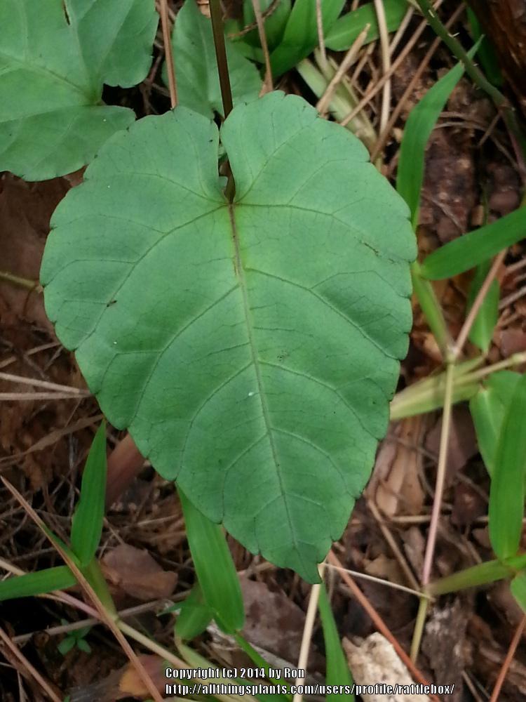 Photo of Curtain Ivy (Cissus verticillata 'Albonitens') uploaded by rattlebox