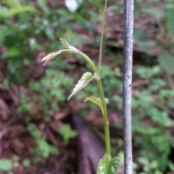 
Date: 2014-08-05
Non-twining growing tip showing tendril reaching for something to