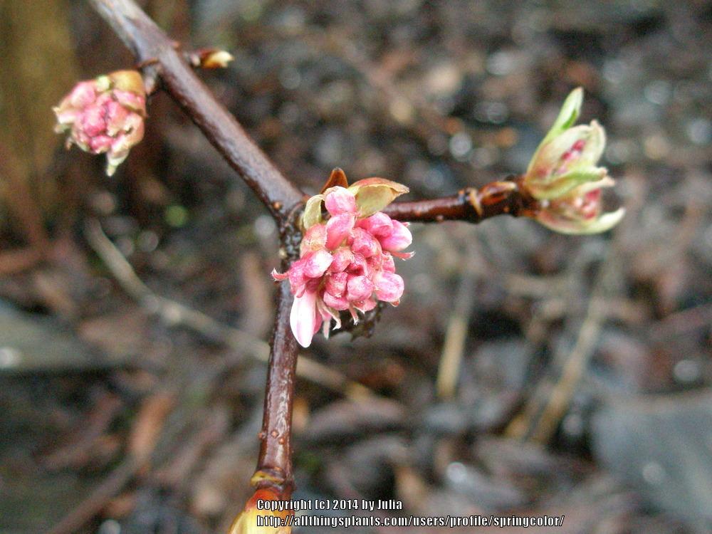 Photo of Bodnant Viburnum (Viburnum 'Dawn') uploaded by springcolor