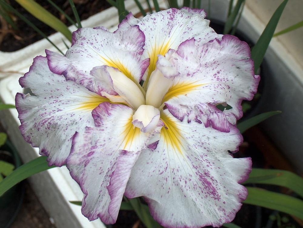 Photo of Japanese Iris (Iris ensata 'Freckled Geisha') uploaded by vanozzi