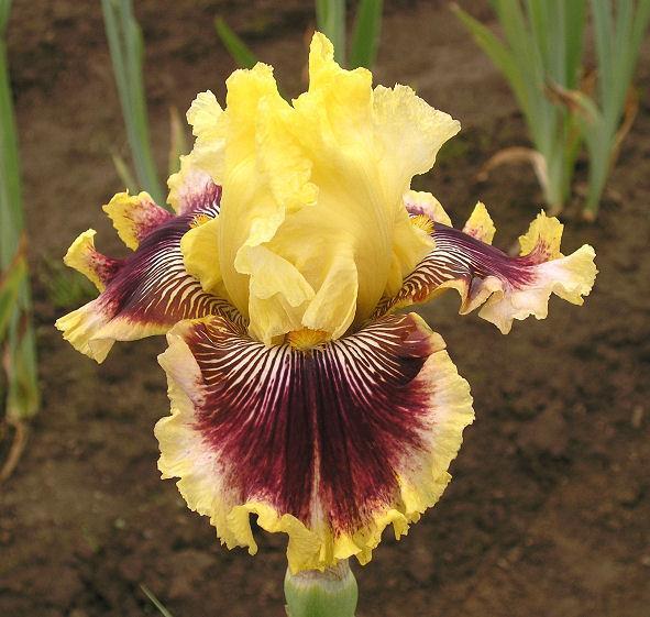 Photo of Tall Bearded Iris (Iris 'Rogue Trader') uploaded by Misawa77