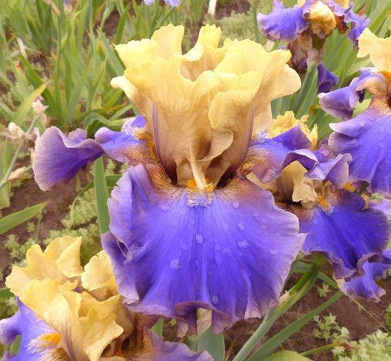 Photo of Tall Bearded Iris (Iris 'First Avenue') uploaded by Misawa77