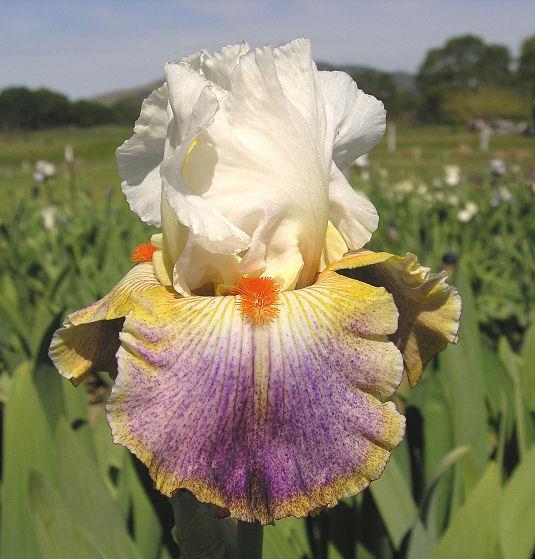 Photo of Tall Bearded Iris (Iris 'Fantasy Ride') uploaded by Misawa77