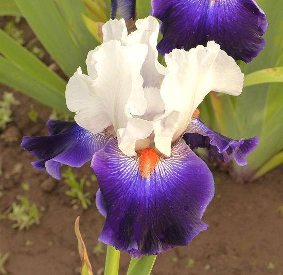 Photo of Tall Bearded Iris (Iris 'Favorite Beau') uploaded by Misawa77