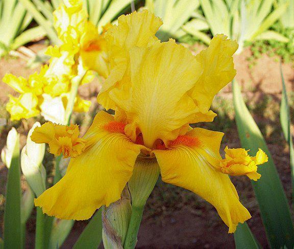 Photo of Tall Bearded Iris (Iris 'Golden Alien') uploaded by Misawa77