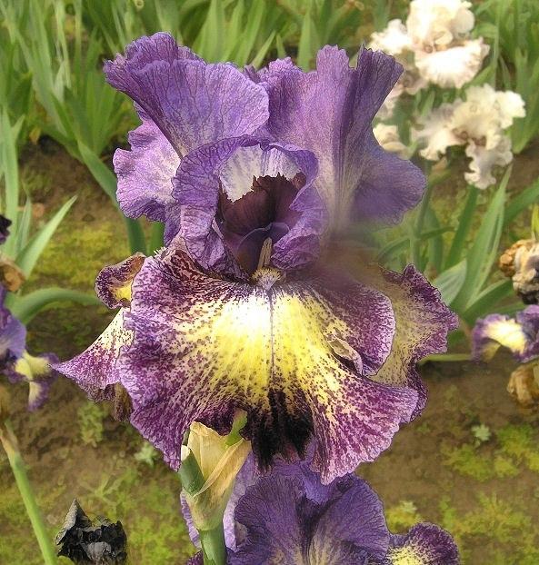 Photo of Tall Bearded Iris (Iris 'Foolish Dreamer') uploaded by Misawa77