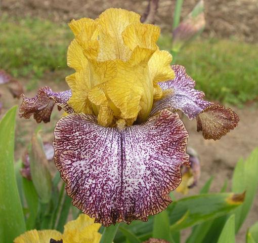 Photo of Tall Bearded Iris (Iris 'Temporal Anomaly') uploaded by Misawa77