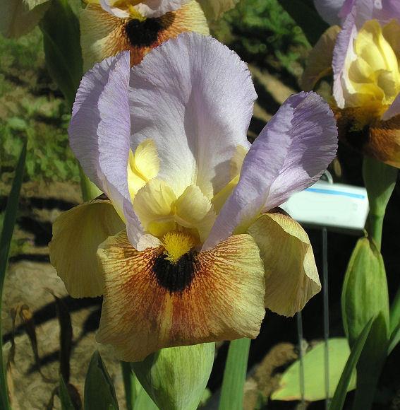 Photo of Arilbred Iris (Iris 'Xerxes') uploaded by Misawa77
