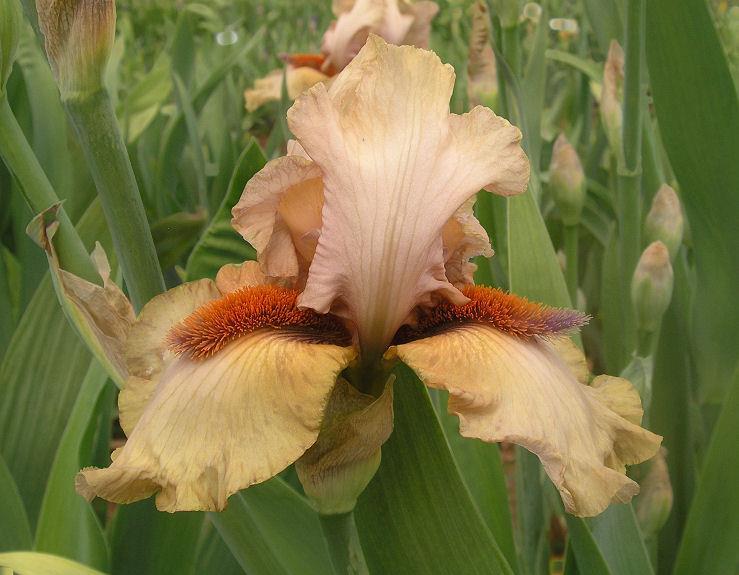 Photo of Tall Bearded Iris (Iris 'Tobacco Chew') uploaded by Misawa77