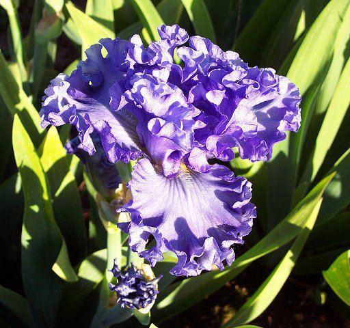 Photo of Tall Bearded Iris (Iris 'First Wave') uploaded by Misawa77