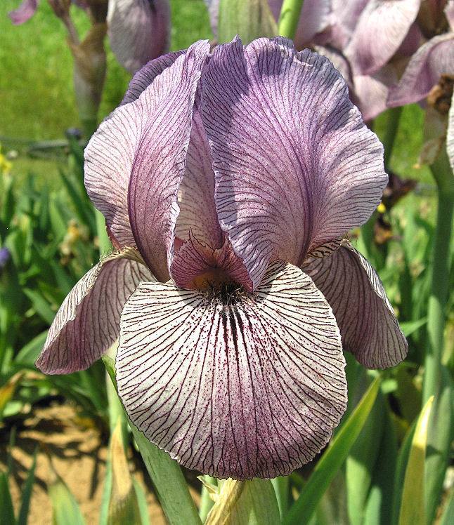 Photo of Arilbred Iris (Iris 'Alakazam') uploaded by Misawa77
