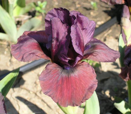 Photo of Arilbred Iris (Iris 'Chain Reaction') uploaded by Misawa77