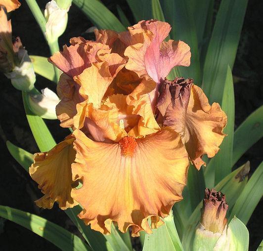 Photo of Tall Bearded Iris (Iris 'Flame Amber') uploaded by Misawa77