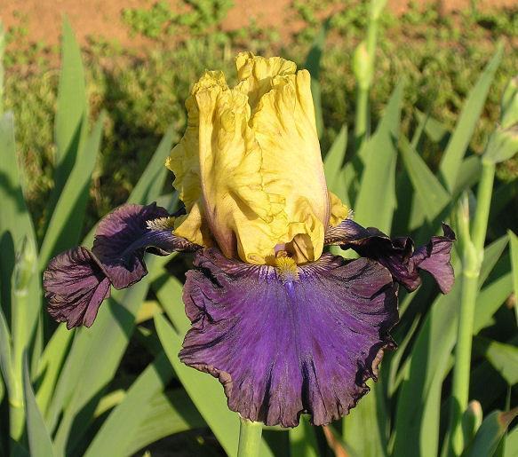 Photo of Tall Bearded Iris (Iris 'Jurassic Park') uploaded by Misawa77