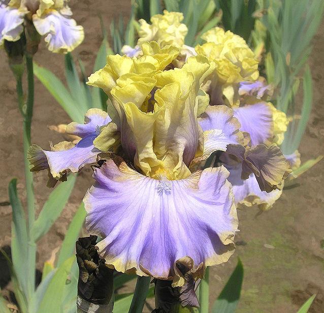 Photo of Tall Bearded Iris (Iris 'Repertoire') uploaded by Misawa77
