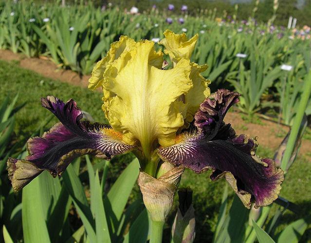 Photo of Tall Bearded Iris (Iris 'Rocket Randy') uploaded by Misawa77