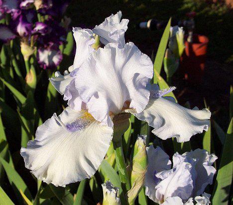Photo of Tall Bearded Iris (Iris 'Glacier Point') uploaded by Misawa77
