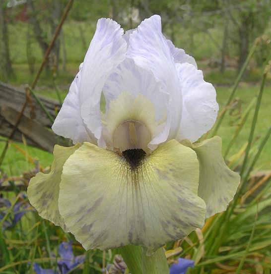 Photo of Arilbred Iris (Iris 'Chocolate Mint') uploaded by Misawa77