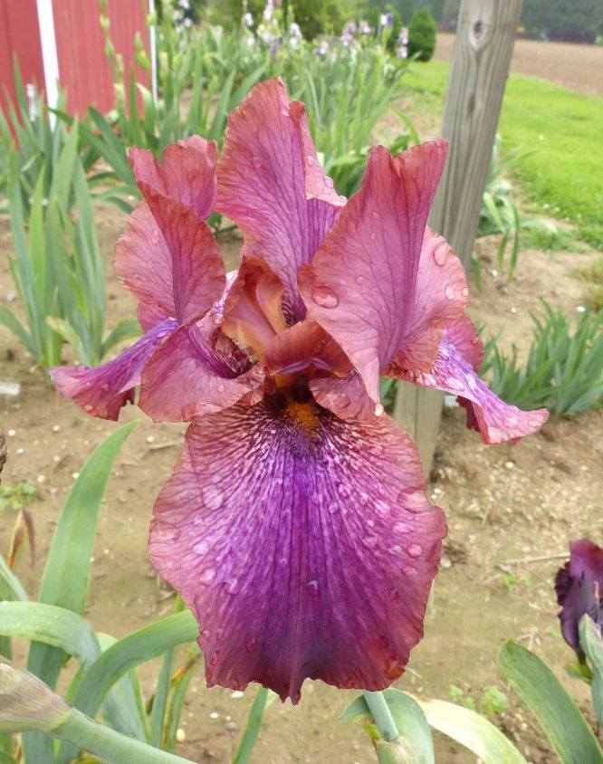 Photo of Arilbred Iris (Iris 'De Nile') uploaded by Misawa77