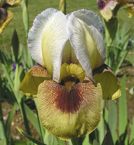 Photo of Arilbred Iris (Iris 'Noble Warrior') uploaded by Misawa77