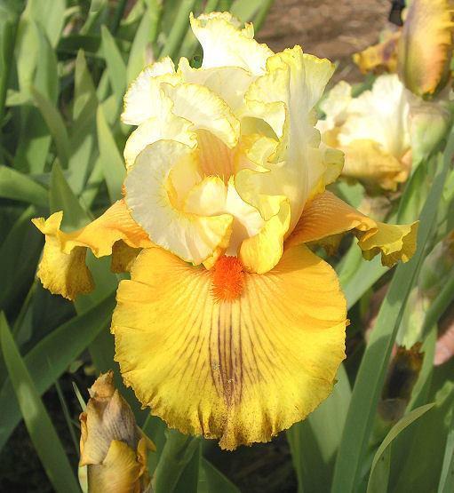 Photo of Tall Bearded Iris (Iris 'Go West') uploaded by Misawa77