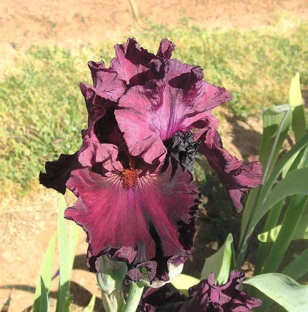Photo of Tall Bearded Iris (Iris 'Let's Be Brazen') uploaded by Misawa77