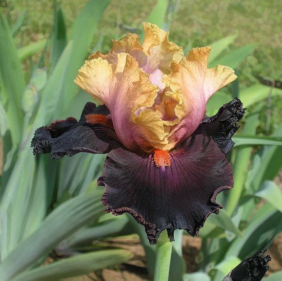 Photo of Tall Bearded Iris (Iris 'Feudalism') uploaded by Misawa77