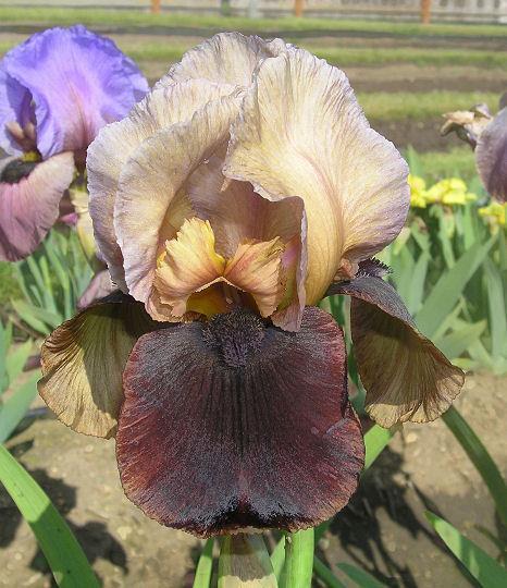 Photo of Arilbred Iris (Iris 'Navajo Velvet') uploaded by Misawa77