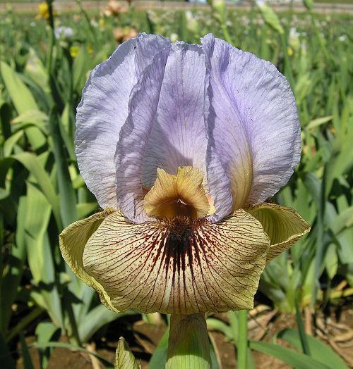 Photo of Arilbred Iris (Iris 'Bhutan') uploaded by Misawa77