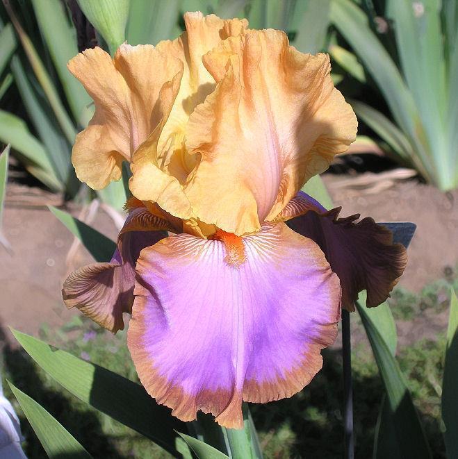 Photo of Tall Bearded Iris (Iris 'Grand Canyon Sunset') uploaded by Misawa77