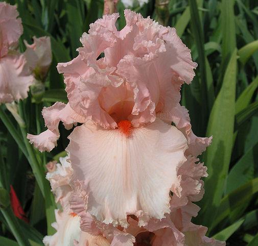 Photo of Tall Bearded Iris (Iris 'Larue Boswell') uploaded by Misawa77