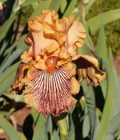 Photo of Tall Bearded Iris (Iris 'Teasing Tiger') uploaded by Misawa77