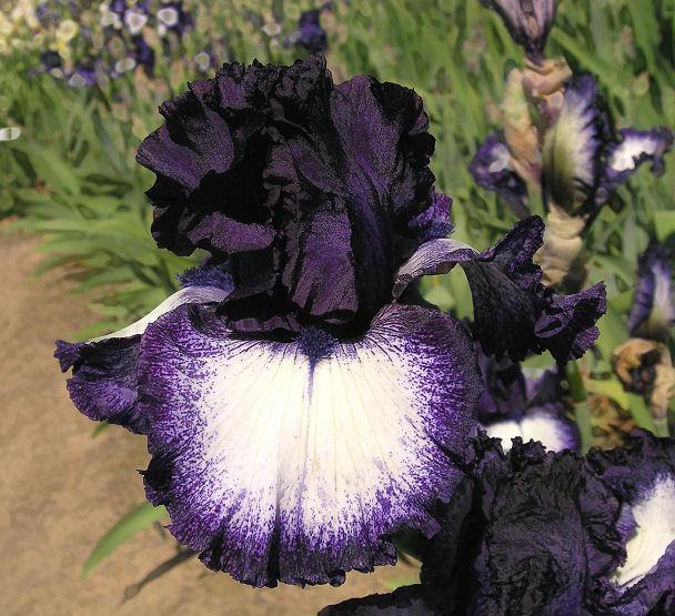 Photo of Tall Bearded Iris (Iris 'Grapetizer') uploaded by Misawa77