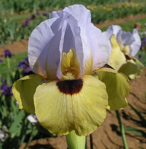 Photo of Arilbred Iris (Iris 'Silent Sentry') uploaded by Misawa77