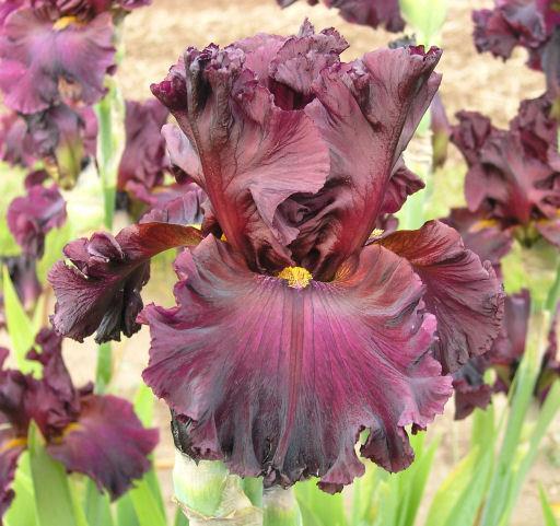 Photo of Tall Bearded Iris (Iris 'Grand Classic') uploaded by Misawa77