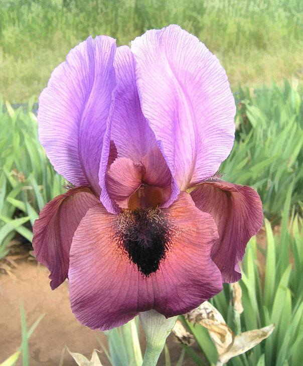 Photo of Arilbred Iris (Iris 'Enchanter's Spell') uploaded by Misawa77