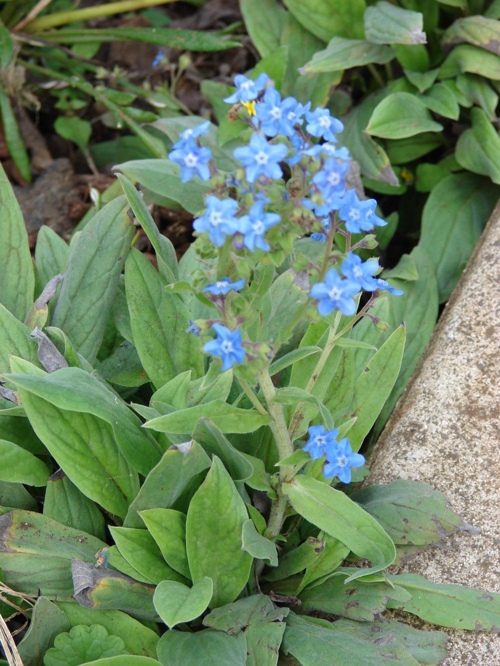 Photo of Chinese Forget-Me-Not (Cynoglossum amabile) uploaded by admin