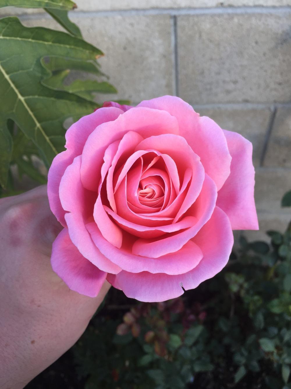 Photo of Rose (Rosa 'Fragrant Hour') uploaded by mattmackay22
