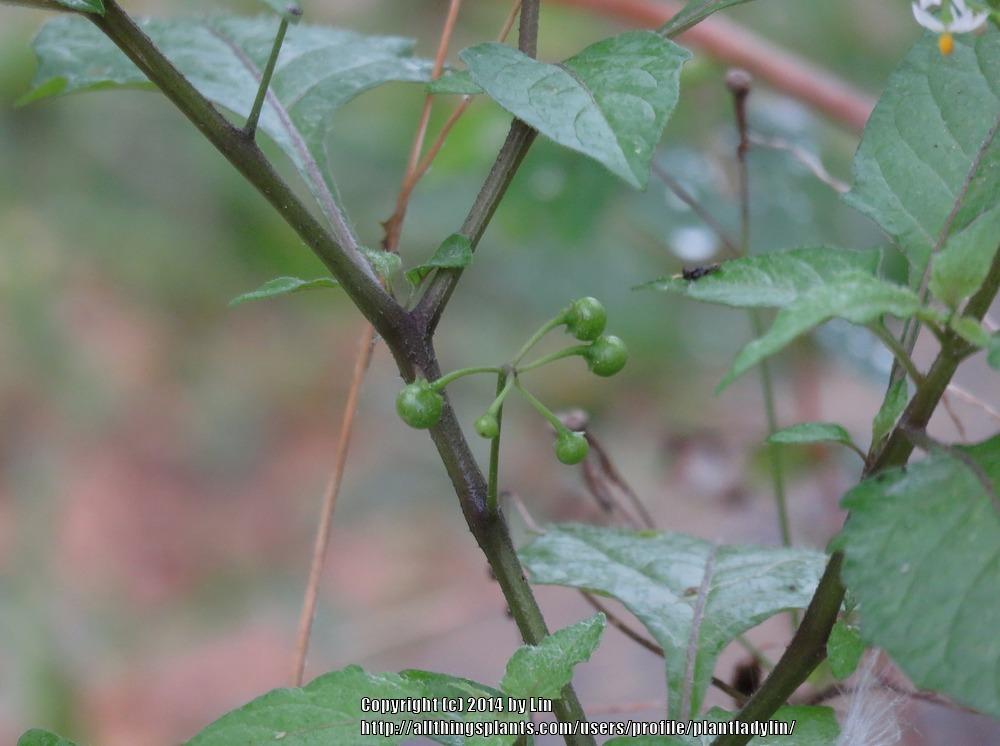 Photo of Black Nightshade (Solanum americanum) uploaded by plantladylin