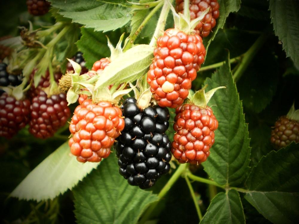 Photo of Blackberry (Rubus 'Black Satin') uploaded by FleudeLisCanna