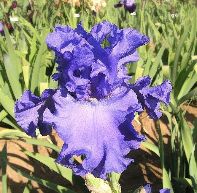 Photo of Tall Bearded Iris (Iris 'Yaquina Blue') uploaded by Misawa77
