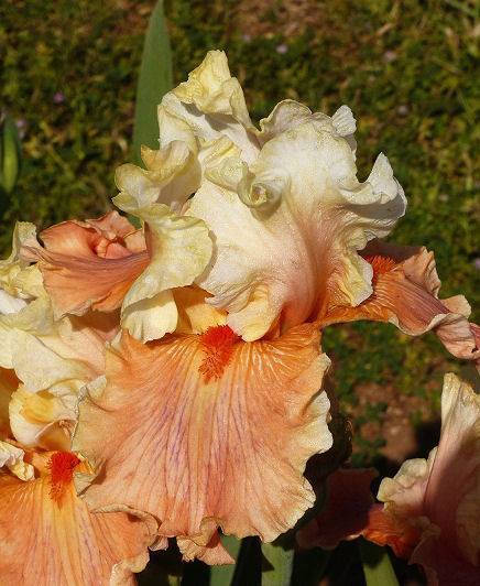 Photo of Tall Bearded Iris (Iris 'Winning Hand') uploaded by Misawa77