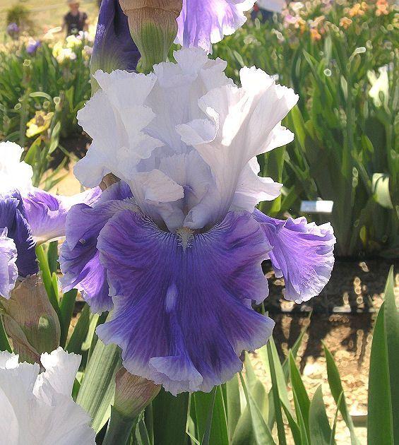 Photo of Tall Bearded Iris (Iris 'Under the Boardwalk') uploaded by Misawa77