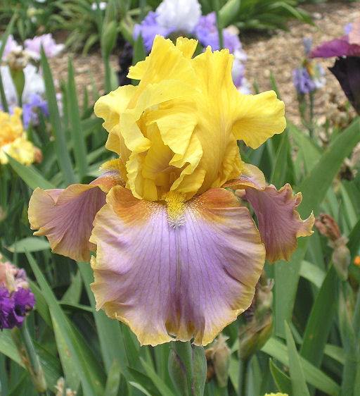 Photo of Tall Bearded Iris (Iris 'Waimea Canyon Sunrise') uploaded by Misawa77