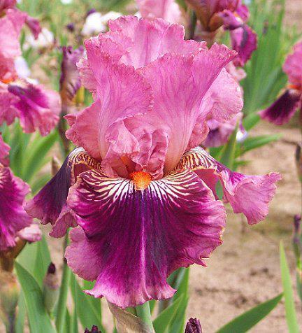Photo of Tall Bearded Iris (Iris 'Yosemite Sam') uploaded by Misawa77